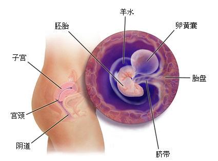 五个月胎儿生殖器的发育状况与特点