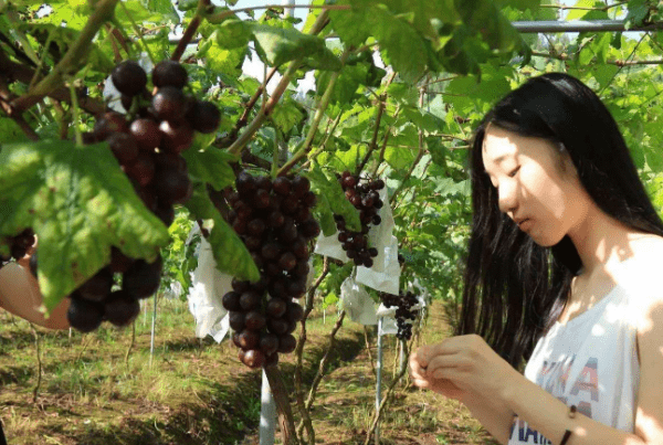 关于三个月宝宝能否吃葡萄的问题