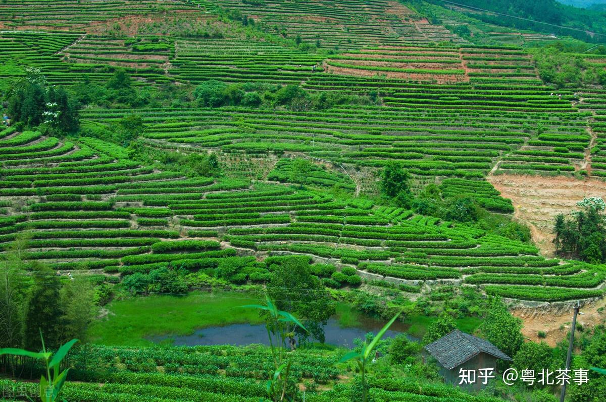 广东省广北茶场的繁荣与变迁