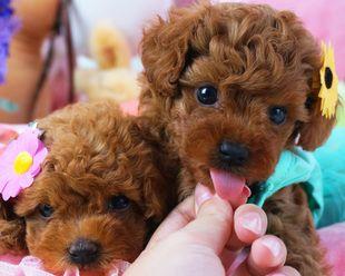 两个月泰迪犬的饮食指南，了解泰迪幼犬的食量与营养需求